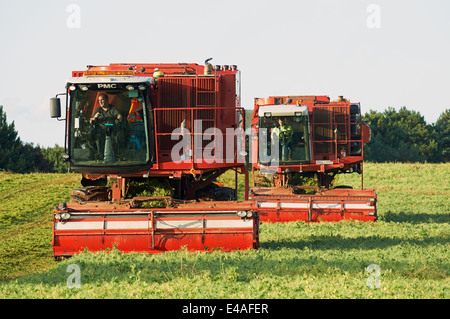 PMC-979 CT Erbse Viners, Bawdsey, Suffolk, UK. Stockfoto