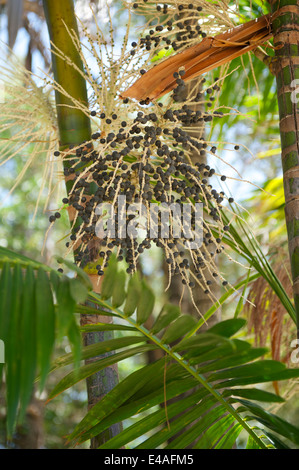 Frische Acai Açai Beeren Palm Frucht Baum Nahaufnahme Stockfoto