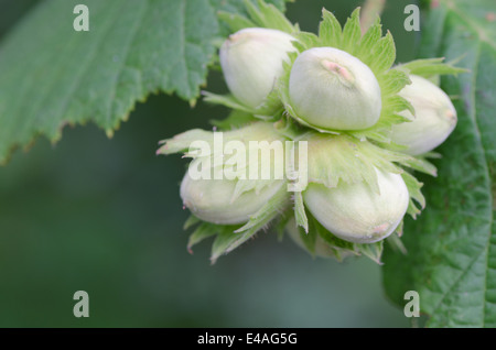 Haselnüsse auf Haselnüsse Ast Stockfoto