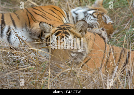 Tigerin und ihr Sub adult junges ruhen in den Wäldern des Ranthambhore Stockfoto