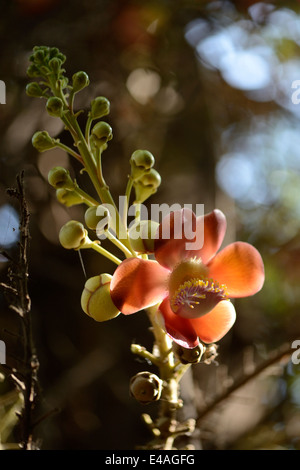 Cannonball Baum Blume Stockfoto