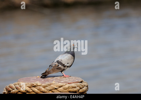 Blauen Rock Taube Stockfoto