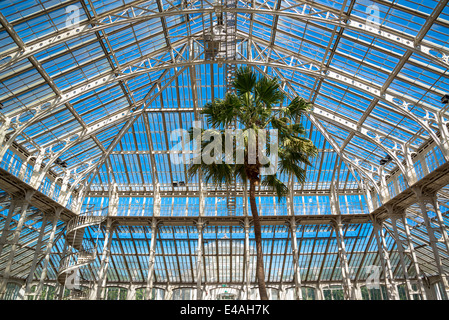 Palme im gemäßigten House, Kew Royal Botanic Gardens, London, UK Stockfoto