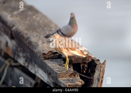 Indischen Teich Heron Stockfoto