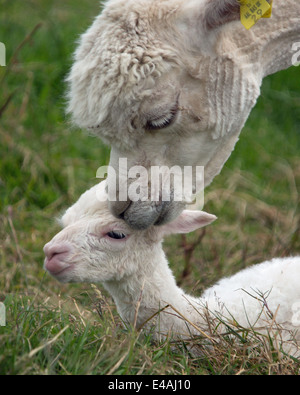 Neugeborene Alpakas (Fohlen) ihre ersten Stunden des Lebens zu genießen. Stockfoto