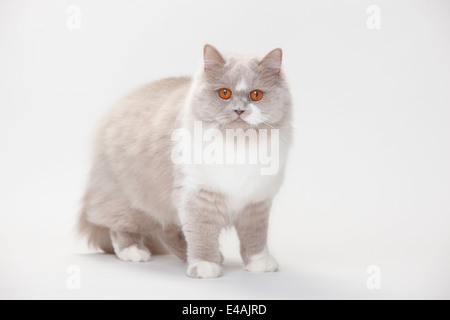 British Longhair Katze, lila-weiß | Britisch Langhaar, lila-weiß Stockfoto