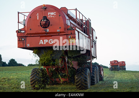 PMC 979 CT Erbse Erntemaschinen, Bawdsey, Suffolk, UK. Stockfoto