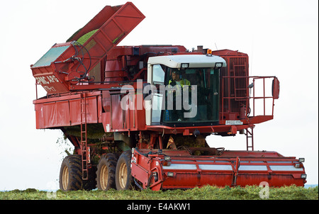 PMC-979-CT-Erbse-Erntemaschine, Bawdsey, Suffolk, UK. Stockfoto