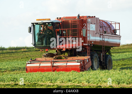 PMC-979-CT-Erbse-Erntemaschine, Bawdsey, Suffolk, UK. Stockfoto