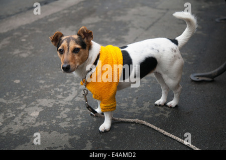 West-Biegert, Yorkshire, Großbritannien. 5. Juli 2014.  Jack Russell Terrier in gelben Tour de France-Jumper. Stockfoto