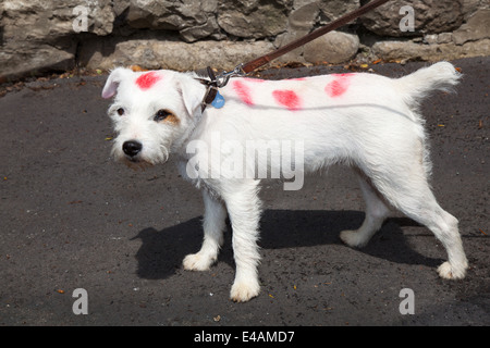 West Tanfield, Yorkshire, Großbritannien. 5. Juli 2014. "Parsons' eine weiße Terrier Hund, gefärbt und mit roten Flecken bemalt. Tour de France Polka Dot Jersey. Stockfoto