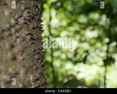 Dornen am Stamm eines Baumes Sandbox, Hura Crepitans, auch bekannt als Jabillo oder Possumwoord, Provinz Guanacaste Stockfoto