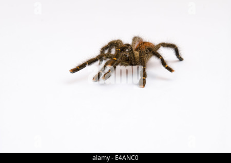 Peruanische Pinktoe Tarantel Stockfoto