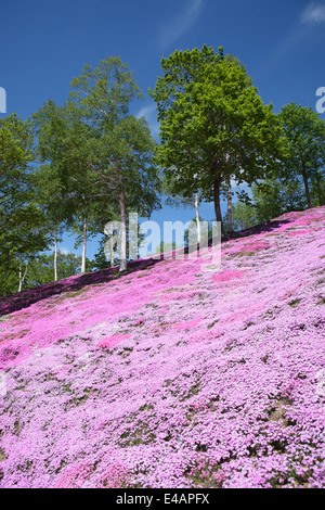 Higashimokoto Moss Rosa Park ひがしもこと芝桜公園 Stockfoto
