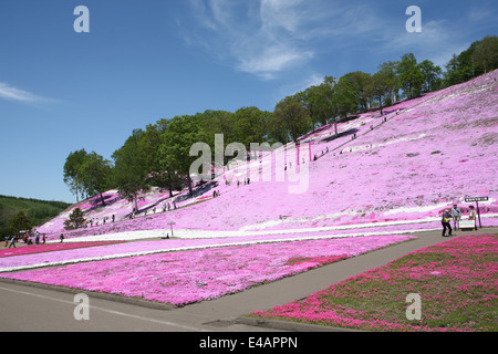 Higashimokoto Moss Rosa Park ひがしもこと芝桜公園 Stockfoto