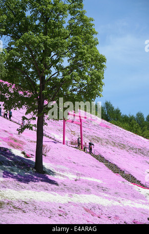 Higashimokoto Moss Rosa Park ひがしもこと芝桜公園 Stockfoto