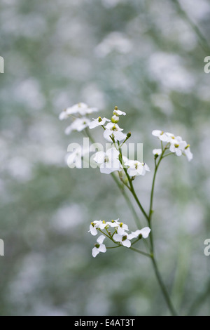 Crambe Cordifolia Blumen. Größere Seekohl Blume. Stockfoto