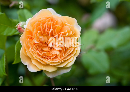 Rosa Kronprinzessin Margareta "Auswinter". Eine kurze englische Kletterrose. Stockfoto