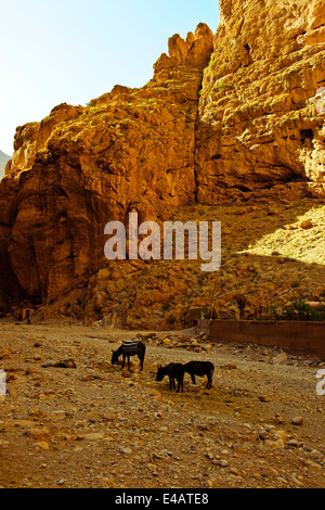 Aspekte der Todgha-Schlucht, gepflasterte Straße, Hotels, Wandern, Teppich Verkäufer, Fluss, 4 Rad-Antrieb, Wanderer, Kletterer, Steilklippen, Marokko Stockfoto