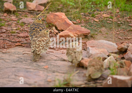 Eine Familie von malte Sandgrouse (Pterocles Indicus) auf dem Boden in Ranthambhore Stockfoto