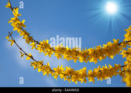 Spring Blossom Hintergrund Stockfoto