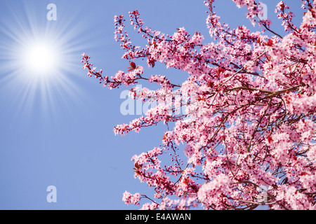 Spring Blossom Hintergrund Stockfoto