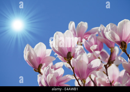 blauer Himmel mit Magnolien blühen Stockfoto