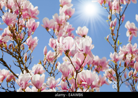 blauer Himmel mit Magnolien blühen Stockfoto