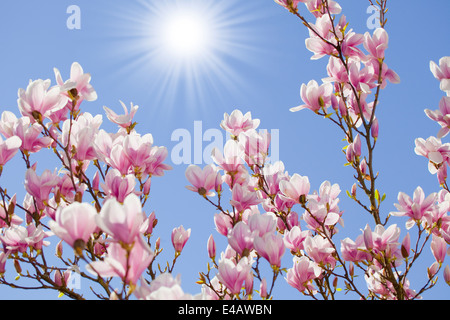 blauer Himmel mit Magnolien blühen Stockfoto