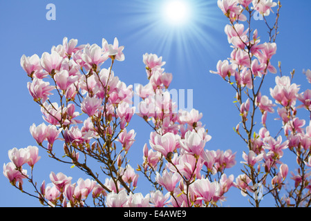 blauer Himmel mit Magnolien blühen Stockfoto