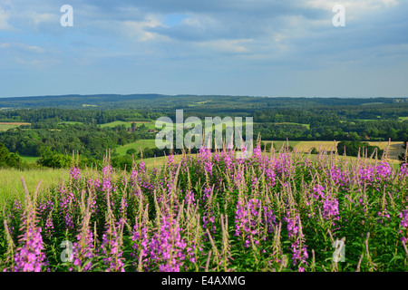 Newlands Ecke natürliche Schönheitsstelle in Albury Downs, North Downs, in der Nähe von Guildford, Surrey, England, Vereinigtes Königreich Stockfoto