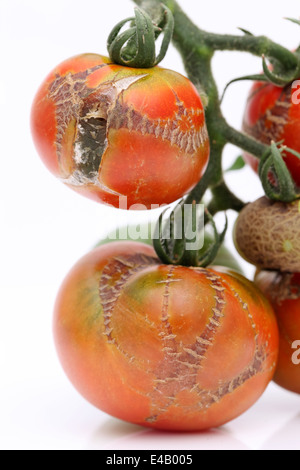 Faule Tomaten durch die Krankheiten beschädigt Stockfoto