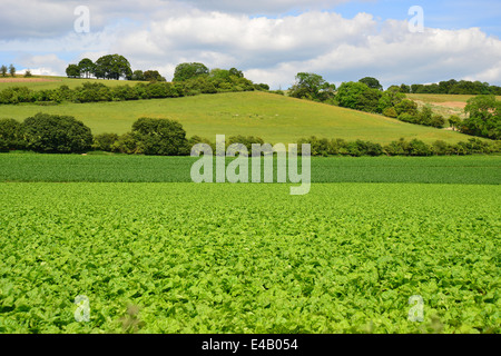 Grünes Gemüse wächst im Feld in der Nähe von Marlow, Buckinghamshire, England, Vereinigtes Königreich Stockfoto