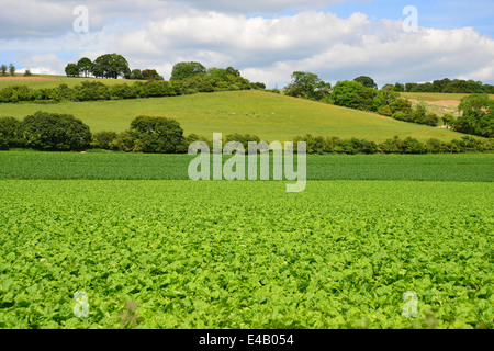 Grünwassersalat-Gemüse, das auf dem Feld in der Nähe von Marlow, Buckinghamshire, England, Vereinigtes Königreich wächst Stockfoto