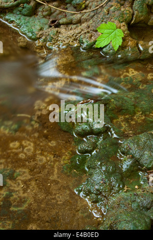 kleiner Bach bemoosten Felsen, kleinen Wasserfall im Umlauf Stockfoto