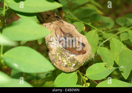 Baby Rufous-tailed Kolibri in das Nest, 2 Wochen alt, Costa Rica, Mittelamerika Stockfoto