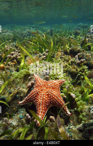 Kissen Sie Seestern Oreaster Reticulatus, unter Wasser, in einem flachen Korallenriff, Karibik Stockfoto