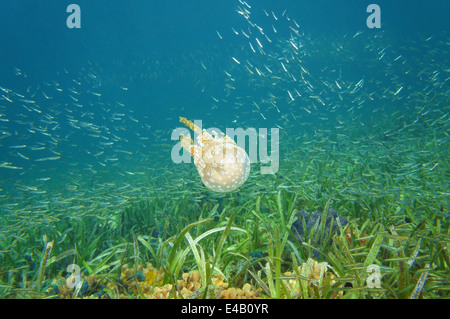 Mastigias Quallen, goldene Medusa, mit kleinen Fischschwarm im karibischen Meer, Bocas del Toro, Panama Stockfoto