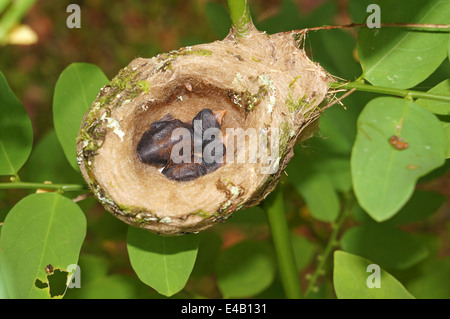 2 Tage alte Baby Rufous-tailed Kolibri in das Nest, Costa Rica, Mittelamerika Stockfoto