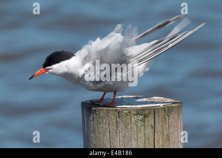 Seeschwalbe Reinigung an einem Mast. Stockfoto