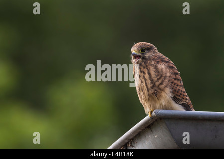 Ein Jugendlicher weiblicher Turmfalke in eine Dachrinne. Stockfoto