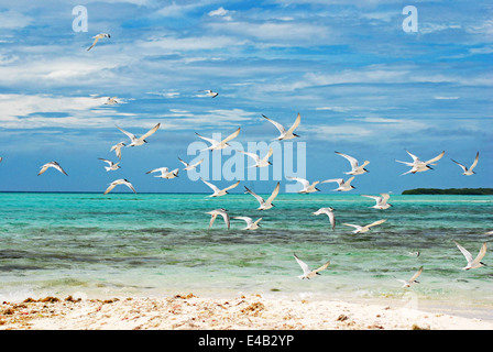 Los Roques Archipel Nationalpark, ist ein Archipel der kleinen Koralleninseln befindet sich in der Karibik Stockfoto