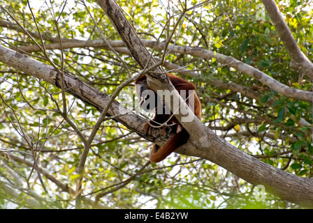 Brüllaffen. Venezuela Stockfoto