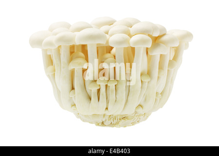 Buche weiss japanischen Pilz Bunapi Shimeji Stockfoto