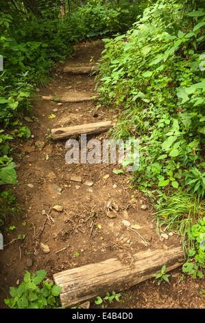 Appalachian Trail am Hog Pen Kluft zwischen Helen und Blairsville in den North Georgia Mountains. USA. Stockfoto