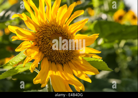 Lebendige gelborange Sonnenblumen Hintergrundbeleuchtung von der Nachmittagssonne in den Blue Ridge Mountains von North Georgia, USA. Stockfoto