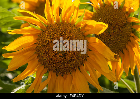 Nahaufnahme einer Sonnenblume Hintergrundbeleuchtung durch die späte Nachmittagssonne in den Blue Ridge Mountains von North Georgia. USA. Stockfoto