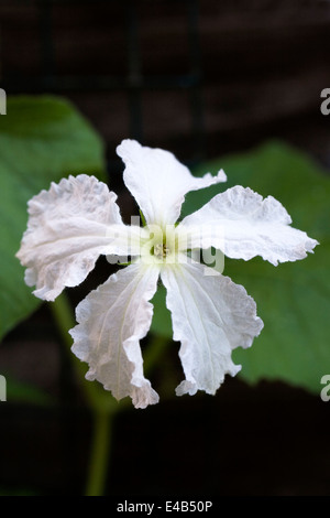 Lagenaria Siceraria Blume. Kalebasse oder Flaschenkürbis Blume. Stockfoto