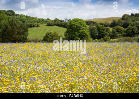 Wiese von wilden Blumen auf der Isle Of Wight-Knoblauch-Farm vor einem blauen Himmel an einem sonnigen Sommertag. Stockfoto