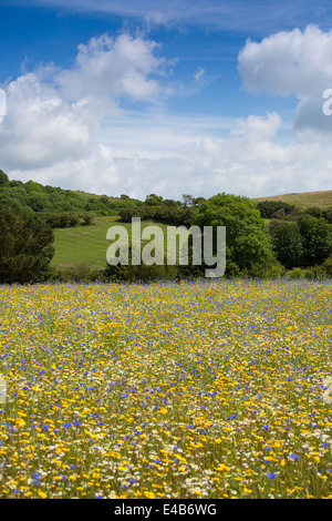 Wiese von wilden Blumen auf der Isle Of Wight-Knoblauch-Farm vor einem blauen Himmel an einem sonnigen Sommertag. Stockfoto